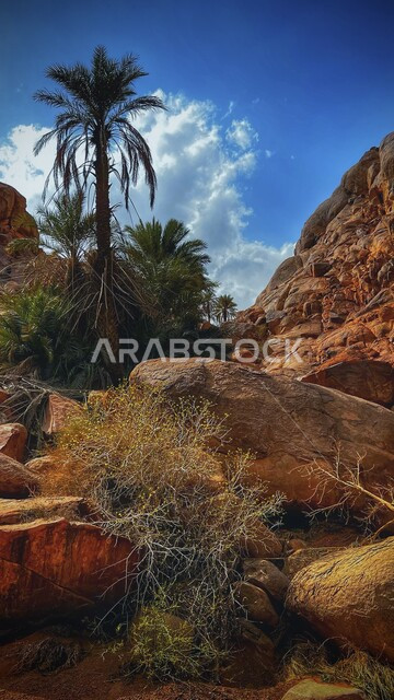 القمم والمرتفعات الجبلية والتكوينات الصخرية الطبيعية، اشجار النخيل الخضراء فوق الحجارة والصخور، خلفية الطبيعة