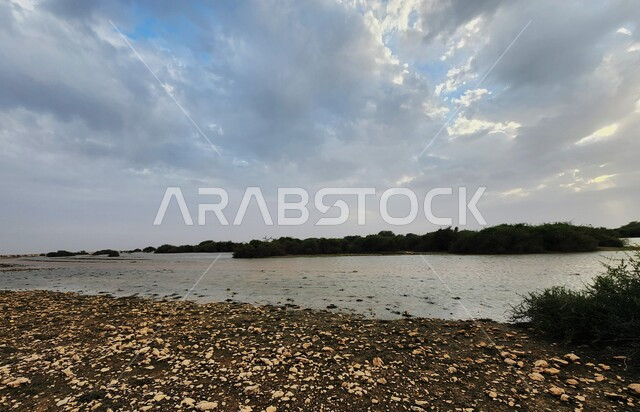 Qatar desert nature, green trees and plants in broad daylight, Qatar desert landscape, nature wallpaper
