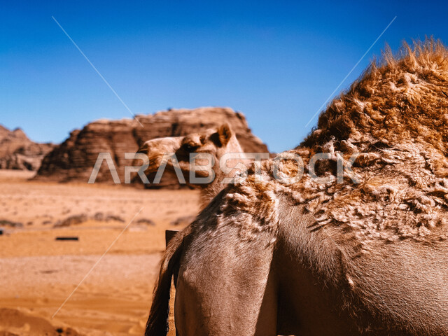 Animals of the desert environment, a close-up of the hump and foot of a camel in the desert of the Kingdom of Saudi Arabia, rock formations in nature and the mountainous environment, rock formations in mountains, peaks and heights, natural tourist places,