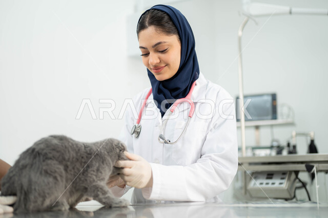 مفهوم الاهتمام والعناية بالحيوانات الاليفة، زيارة المراكز والعيادات البيطرية السعودية، صورة مقربة لطبيبة بيطرية عربية خليجي سعودية مبتسمة ترتدي الحجاب والمريول الابيض تقوم بملاعبة وملاطفة القطة الرمادية الصغيرة بايماءات الحب والحنان