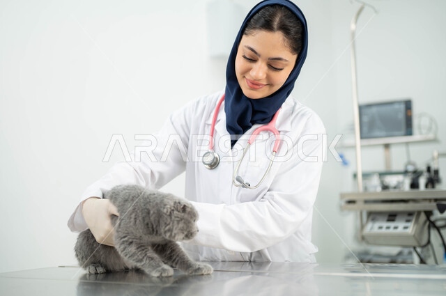 مفهوم الاهتمام والعناية بالحيوانات الاليفة، زيارة المراكز والعيادات البيطرية السعودية، صورة مقربة لطبيبة بيطرية عربية خليجي سعودية مبتسمة ترتدي الحجاب والمريول الابيض تقوم بملاعبة وملاطفة القطة الرمادية الصغيرة بايماءات الحب والحنان