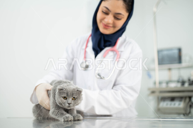 مفهوم الاهتمام والعناية بالحيوانات الاليفة، زيارة المراكز والعيادات البيطرية السعودية، صورة مقربة لطبيبة بيطرية عربية خليجي سعودية مبتسمة ترتدي الحجاب والمريول الابيض تقوم بملاعبة وملاطفة القطة الرمادية الصغيرة بايماءات الحب والحنان