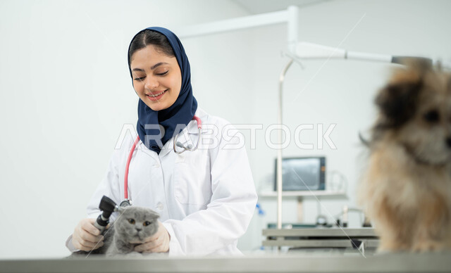 أهمية الفحص الطبي الدوري للقطط والكلاب في المراكز والعيادات البيطرية السعودية، مفهوم الاهتمام والعناية بالحيوانات الاليفة، صورة مقربة لطبيبة بيطرية عربية خليجي سعودية مبتسمة ترتدي الحجاب والمريول الابيض تقوم بمعالجة وفحص اذان قطة رمادية صغيرة