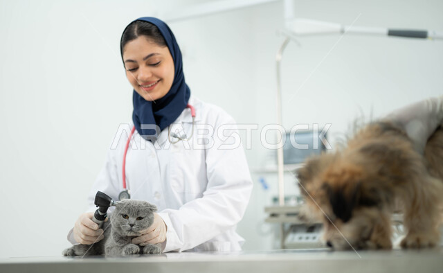 أهمية الفحص الطبي الدوري للقطط والكلاب في المراكز والعيادات البيطرية السعودية، مفهوم الاهتمام والعناية بالحيوانات الاليفة، صورة مقربة لطبيبة بيطرية عربية خليجي سعودية مبتسمة ترتدي الحجاب والمريول الابيض تقوم بمعالجة وفحص اذان قطة رمادية صغيرة