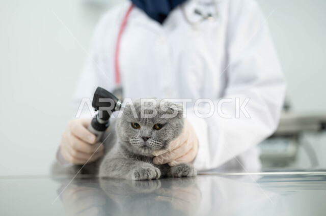 زيارة المراكز والعيادات البيطرية السعودية، أهمية الفحص الطبي الدوري للقطط المنزلية, مفهوم الاهتمام والعناية بالحيوانات الاليفة، صورة مقربة لطبيبة بيطرية عربية خليجي سعودية مبتسمة ترتدي الحجاب والمريول الابيض تقوم بمعالجة وفحص اذان قطة رمادية صغيرة