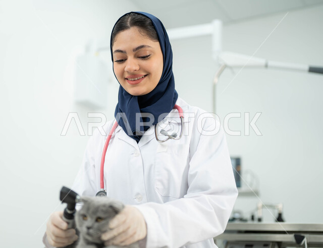 زيارة المراكز والعيادات البيطرية السعودية، أهمية الفحص الطبي الدوري للقطط المنزلية, مفهوم الاهتمام والعناية بالحيوانات الاليفة، صورة مقربة لطبيبة بيطرية عربية خليجي سعودية مبتسمة ترتدي الحجاب والمريول الابيض تقوم بمعالجة وفحص اذان قطة رمادية صغيرة