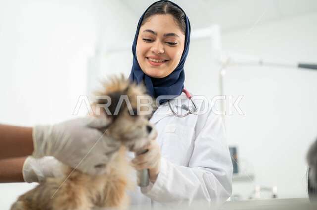 تقديم الفحوصات والعلاجات المناسبة للكلاب، صورة مقربة لكلب صغير بإيماءات الحزن والتعب في العيادة البيطرية، طبيبة بيطرية عربية خليجية سعودية ترتدي الحجاب والمريول الابيض تقوم بفحص ومعالجة الحيوان، مفهوم الرفق والاعتناء بالحيوانات المنزلية
