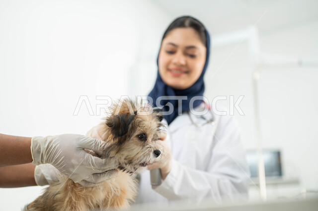 تقديم الفحوصات والعلاجات المناسبة للكلاب، صورة مقربة لكلب صغير بإيماءات الحزن والتعب في العيادة البيطرية، طبيبة بيطرية عربية خليجية سعودية ترتدي الحجاب والمريول الابيض تقوم بفحص ومعالجة الحيوان، مفهوم الرفق والاعتناء بالحيوانات المنزلية