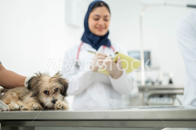 تقديم الفحوصات والعلاجات المناسبة للكلاب، صورة مقربة لكلب صغير بإيماءات الحزن والتعب في العيادة البيطرية، طبيبة بيطرية عربية خليجية سعودية ترتدي الحجاب والمريول الابيض تقوم بتدوين وتسجيل بيانات ومعلومات الحيوان، مفهوم الرفق والاعتناء بالحيوانات المنزلية