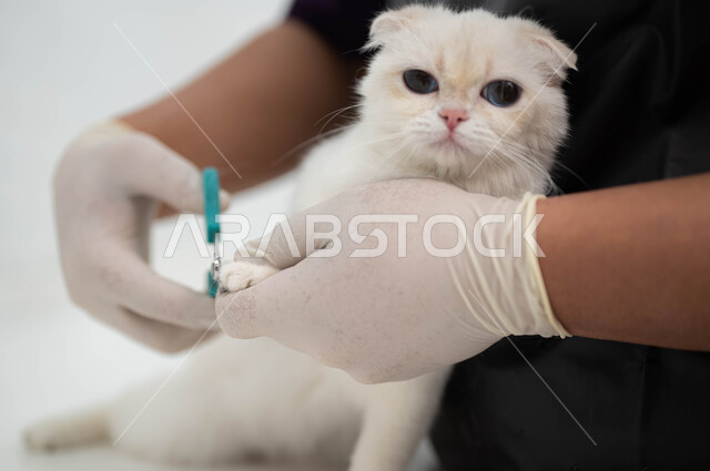 الاهتمام والمحافظة على صحة قطط المنازل، الاعتناء بنظافة القطط ومتابعة اللقاحات الضرورية، صورة مقربة ليد رجل عربي خليجي سعودي يقوم بقص أظافر قط أليف ينظر إلى الكاميرا، الذهاب المتكرر إلى الطبيب البيطري، الرعاية والرفق بالثدييات، فندقة الحيوانات الأليفة