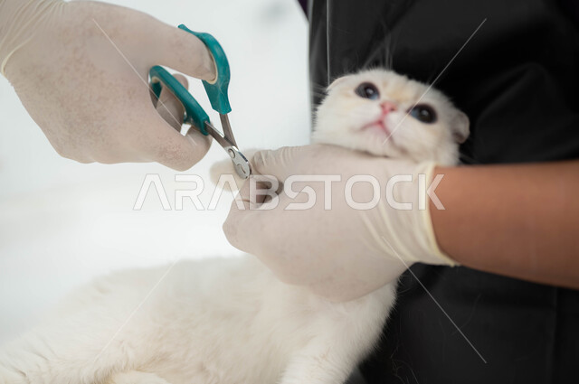 العناية بنظافة القطط ومتابعة اللقاحات الضرورية، صورة مقربة ليد رجل عربي خليجي سعودي يقوم بقص أظافر قط أليف، الاهتمام والمحافظة على صحة قطط المنازل، الذهاب المتكرر إلى الطبيب البيطري، الرعاية والرفق بالثدييات، فندقة الحيوانات الأليفة