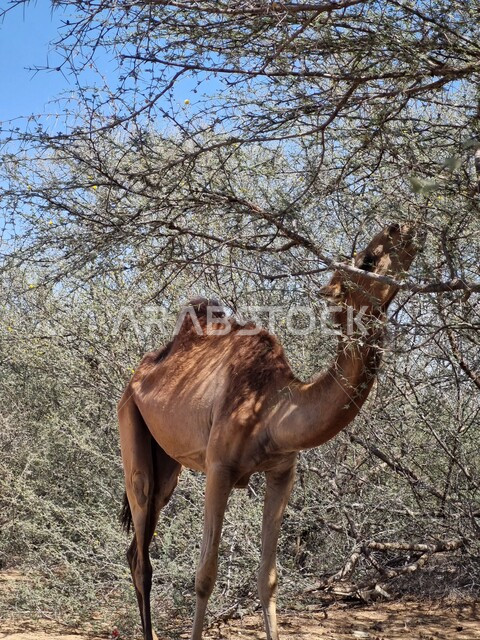 مزرعة  تربية الإبل والجمال، محمية طبيعية في المملكة العربية السعودية، الأشجار والنباتات والطبيعة الصحراوية، ناقة تقوم بأكل ثمار وأوراق الشجرة، الجمل سفينة الصحراء.