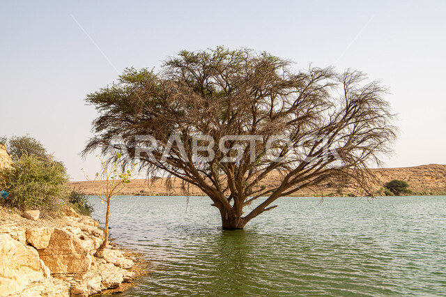 A tree in the middle of the water in Wadi Salbukh in the city of Riyadh, a rainwater conservation dam in Riyadh in the Kingdom of Saudi Arabia, desert nature in broad daylight, nature background