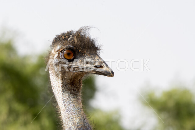 محمية طبيعية لتربية الطيور البرية، صورة مقربة لرأس طائر النعامة، حديقة الحيوانات في المملكة العربية السعودية