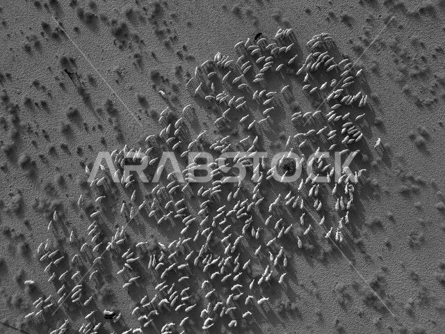 Black and white image of herds of goats in the desert in broad daylight, green desert trees and plants, a natural reserve for livestock breeding, sheep and sheep farms in the Kingdom of Saudi Arabia, environment and desert nature