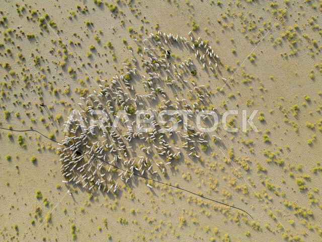 الأشجار والنباتات الصحراوية الخضراء، محمية طبيعية لتربية المواشي، مزارع الاغنام والخرفان في المملكة العربية السعودية، قطيع من حيوان الماعز في الصحراء في وضح النهار، البيئة والطبيعة الصحراوية