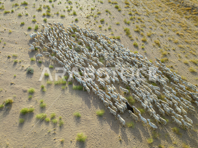 البيئة والطبيعة الصحراوية، قطيع من حيوان الماعز في الصحراء في وضح النهار، الأشجار والنباتات الصحراوية الخضراء، محمية طبيعية لتربية المواشي، مزارع الاغنام والخرفان في المملكة العربية السعودية