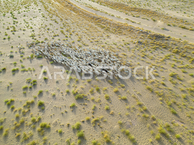 البيئة والطبيعة الصحراوية، قطيع من حيوان الماعز في الصحراء في وضح النهار، الأشجار والنباتات الصحراوية الخضراء، محمية طبيعية لتربية المواشي، مزارع الاغنام والخرفان في المملكة العربية السعودية