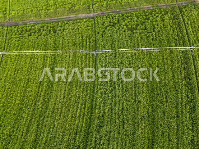 الحقول الزراعية الدائرية في المساحات الواسعة في السعودية، إستخدام أذرع الري المحوري في تنمية البيئة والقطاع الزراعي، المحاصيل والأراضي الزراعية الخضراء، زراعة الأشجار والنباتات الطبيعية الخضراء، آلات ومعدات الري المستقبلي