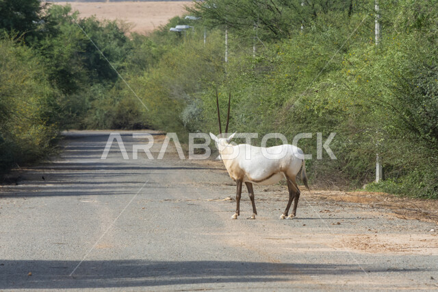 حديقة الحيوانات في المملكة العربية السعودية، حيوان المها في محمية طبيعية لتربية الحيوانات البرية، الأشجار والنباتات الخضراء في وضح النهار