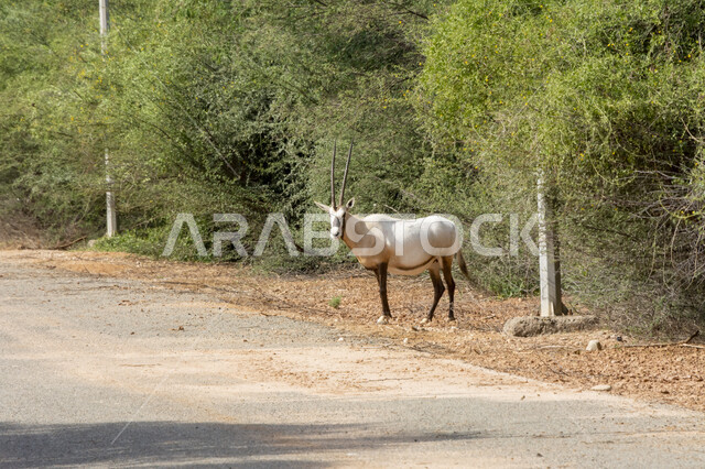 Oryx in a nature reserve for breeding wild animals, trees and green plants in broad daylight, a zoo in the Kingdom of Saudi Arabia