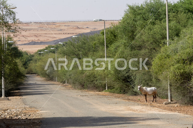 الأشجار والنباتات الخضراء في وضح النهار، حيوان المها في محمية طبيعية لتربية الحيوانات البرية، حديقة الحيوانات في المملكة العربية السعودية