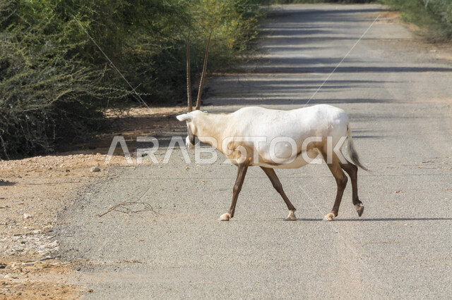 غزال أبيض اللون ذات قرون طويلة مستقيمة وذيل في وضح النهار، مزارع لتربية الحيوانات والماشية، صورة مقربة لحيوان المها العربي في أحد المحميات الطبيعية بالمملكة العربية السعودية يقوم بعبور الطريق، الأشجار والنباتات الصحراوية الخضراء