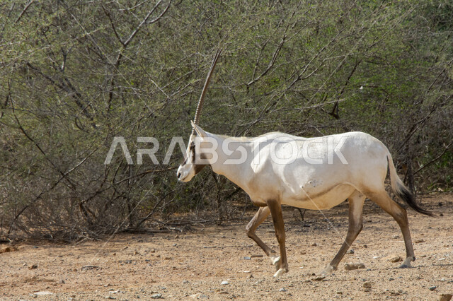 إحدى أنواع الظباء البرية، صورة مقربة جانبية لحيوان المها العربي في أحد المحميات الطبيعية بالمملكة العربية السعودية، الأشجار والنباتات الصحراوية الخضراء، غزال أبيض اللون ذات قرون طويلة مستقيمة وذيل في الصحراء في وضح النهار، مزارع لتربية الحيوانات والماشية