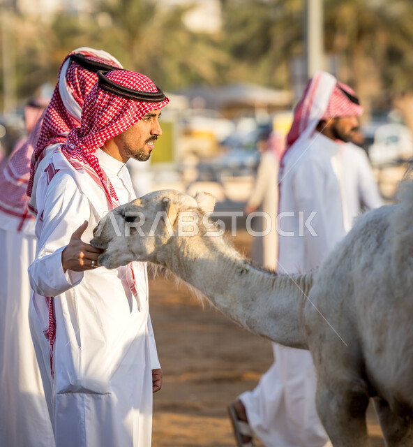 إجراء فحوصات ظاهرية للماشية قبل الشراء, صفقات تداول كبيرة بين ملاك المواشي ومنتجيها، شراء و بيع الجمال في مزاد جادة الإبل, صورة مقربة لشاب عربي خليجي سعودي يرتدي الثوب والشماغ السعودي في سوق الابل في مدينة الرياض, حراج النوق العربيه الاصيله في السعوديه
