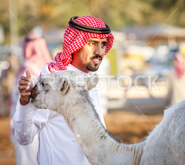 صفقات تداول كبيرة بين ملاك المواشي ومنتجيها، شراء و بيع الجمال في مزاد جادة الإبل, صورة مقربة لشاب عربي خليجي سعودي يرتدي الثوب والشماغ السعودي يقوم باللعب مع صغير الجمل, حراج النوق العربيه الاصيله في السعوديه، سوق الابل في مدينة الرياض
