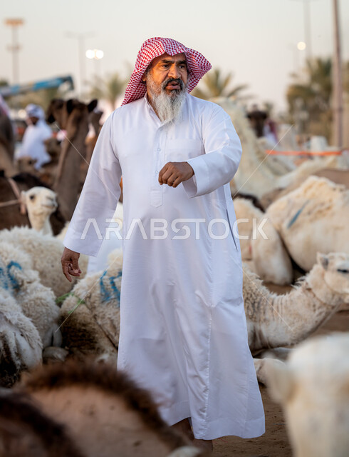 صفقات تداول كبيرة بين ملاك المواشي ومنتجيها، تربية الحيوانات في المحميات الطبيعيه, رجل مسن عربي سعودي يرتدي الزي التقليدي يقف بين مجموعة من الجمال, سوق الابل في مدينة الرياض ، حراج النوق العربيه الاصيله في السعوديه، بيع وشراء الجمال في مزاد جادة الإبل