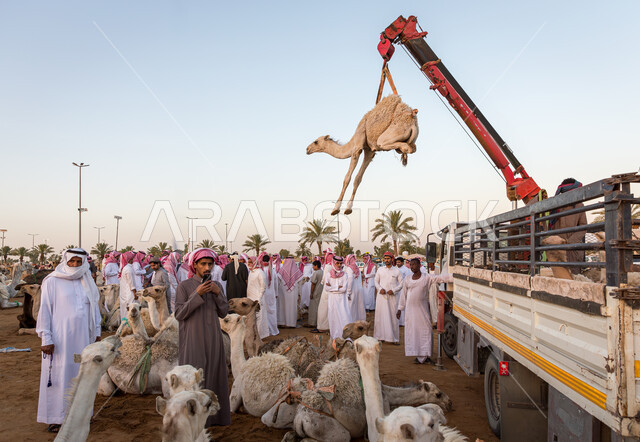 حراج النوق العربيه الاصيله في السعوديه, اختيارالجمال ورفعها بواسطة رافعة لبيعها, صفقات تداول كبيرة بين ملاك المواشي ومنتجيها، شراء و بيع الجمال في مزاد جادة الإبل, مجموعة من الرجال العرب السعوديين يرتدين الثوب والشماغ السعودي في سوق الابل في الرياض