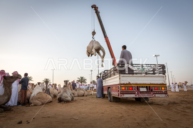 اختيارالجمال ورفعها بواسطة رافعة لبيعها, صفقات تداول كبيرة بين ملاك المواشي ومنتجيها، شراء و بيع الجمال في مزاد جادة الإبل, مجموعة من الرجال العرب السعوديين يرتدين الثوب والشماغ السعودي في سوق الابل في الرياض, حراج النوق العربيه الاصيله في السعوديه