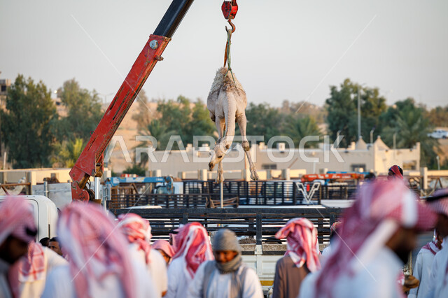 رفع الجمال بواسطة رافعة لبيعها, صفقات تداول كبيرة بين ملاك المواشي ومنتجيها، شراء و بيع الجمال في مزاد جادة الإبل, مجموعة من الرجال العرب الخليجيين السعوديين يرتدين الثوب والشماغ السعودي في سوق الابل في الرياض, حراج النوق العربيه الاصيله في السعوديه