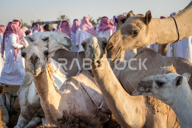 حراج النوق الاصيله العربية في السعوديه، بيع وشراء الجمال في مزاد جادة الإبل، صفقات تداول كبيرة بين ملاك المواشي ومنتجيها، تربية الحيوانات في المحميات الطبيعيه, صورة مقربة لمجموعة من الجمال في سوق الابل في مدينة الرياض