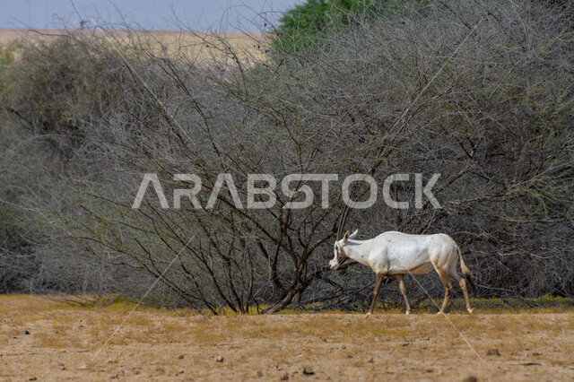 الأشجار والنباتات الصحراوية الخضراء في وضح النهار، محمية طبيعية لتربية الحيوانات البرية، حيوان المها في حديقة الحيوانات في المملكة العربية السعودية، غزال أبيض اللون بقرون طويلة مستقيمة