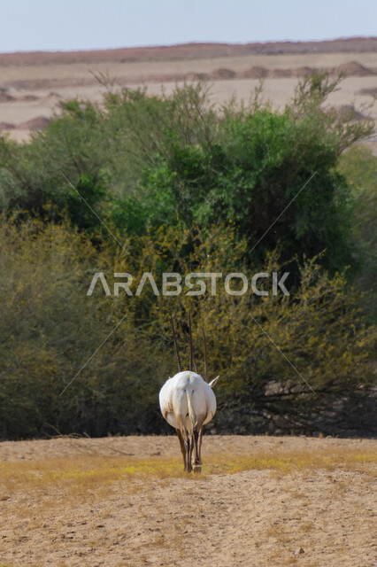 صورة من الخلف لحيوان المها في حديقة الحيوانات في المملكة العربية السعودية، محمية طبيعية لتربية الحيوانات البرية، غزال أبيض اللون بقرون طويلة مستقيمة، الأشجار والنباتات الصحراوية الخضراء في وضح النهار