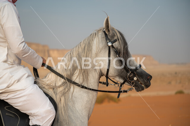 توارث عادات وتقاليد الأجداد برعاية وتربية الجياد، ممارسة هواية ركوب الخيل، صورة مقربة لرجل عربي خليجي سعودي يرتدي الزي التقليدي يمسك لجام فرس ابيض اصيل وسط الطبيعه الصحراوية وضح النهار، فعاليات امتطاء الأحصنة في الصحراء، شغف الفروسية وحب الجواد السعودي