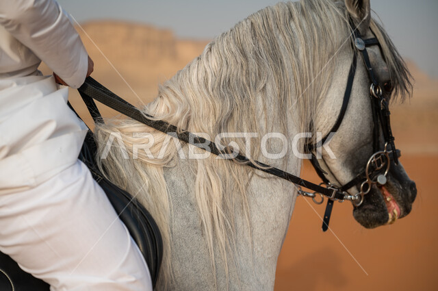 توارث عادات وتقاليد الأجداد برعاية وتربية الجياد، ممارسة هواية ركوب الخيل، صورة مقربة لرجل عربي خليجي سعودي يرتدي الزي التقليدي يمسك لجام فرس ابيض اصيل وسط الطبيعه الصحراوية وضح النهار، فعاليات امتطاء الأحصنة في الصحراء، شغف الفروسية وحب الجواد السعودي