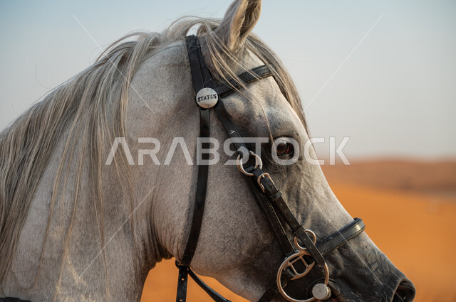 مزارع تدريب وترويض الجياد، تربية الحيوانات الأليفة والاعتناء بها، صورة مقربة لوجه فرس ابيض عربي اصيل، شغف الفروسية وهواية ركوب الخيل في السعودية، محميات طبيعيه لتربيه الجياد، حب وعشق الخيل السعودي