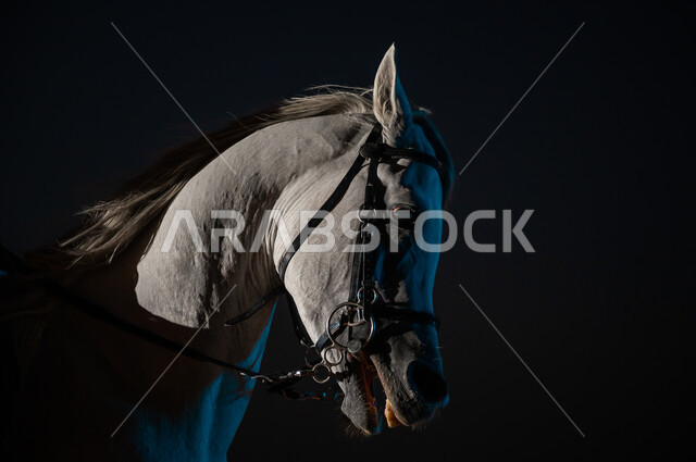 مزارع تدريب وترويض الجياد، تربية الحيوانات الأليفة والاعتناء بها، صورة مقربة لوجه فرس ابيض عربي اصيل في وقت الليل، شغف الفروسية وهواية ركوب الخيل في السعودية، محميات طبيعيه لتربيه الجياد، حب وعشق الخيل السعودي.