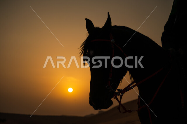 The customs and traditions of the ancestors were inherited by the care and upbringing of horses, the hobby of riding horses, a close-up silhouette of a Saudi Arabian Gulf man holding the bridle of an authentic horse in the desert nature at sunset, horse r