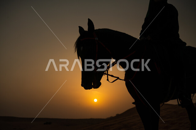 توارث عادات وتقاليد الأجداد برعاية وتربية الجياد، ممارسة هواية ركوب الخيل، صورة ظلية مقربة لرجل عربي خليجي سعودي يمسك لجام فرس أصيل وسط الطبيعه الصحراوية وقت غروب الشمس، فعاليات امتطاء الأحصنة في الصحراء، شغف الفروسية وحب الجواد السعودي.