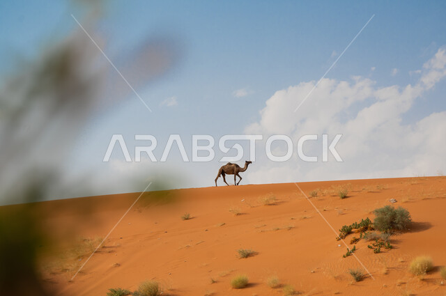 جمل يتجول وسط الصحراء في وضح النهار، الكثبان والتلال الرملية الناعمة، صورة ضبابية مقربة للنباتات الصحراوية الخضراء، محمية طبيعية لتربية الجمال والإبل، الحيوانات البرية في المناطق الصحراوية، التضاريس الصحراوية في السعودية