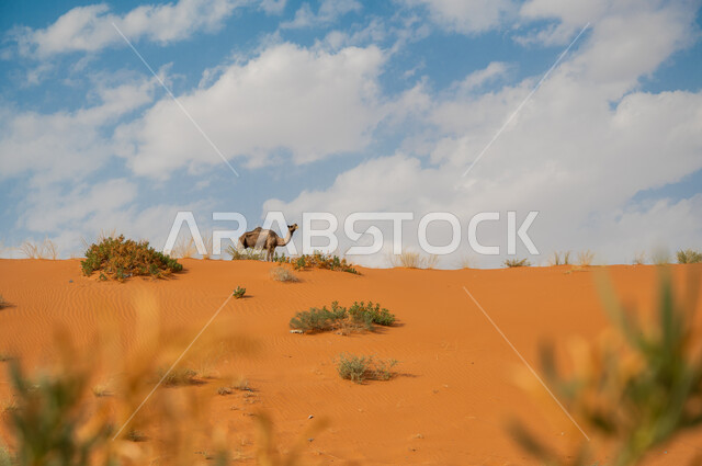 الكثبان والتلال الرملية الناعمة، صورة ضبابية مقربة للنباتات الصحراوية الخضراء، جمل يتجول وسط الصحراء في وضح النهار، محمية طبيعية لتربية الجمال والإبل، الحيوانات البرية في المناطق الصحراوية، التضاريس الصحراوية في السعودية
