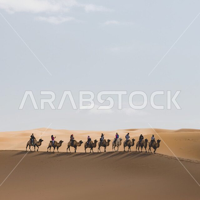 مجموعة من السياح يمتطون الجمال في الصحراء، ممارسة هواية ركوب الإبل، الكثبان الرملية الناعمة في المناطق الصحراوية، الرمال الذهبية في وضح النهار، رحلة بر في الطبيعة الصحراوية، السياحة في الإمارات
