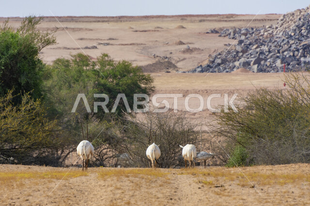 مجموعة من الغزالان البيضاء اللون بقرون طويلة مستقيمة، حيوان المها في حديقة الحيوانات في المملكة العربية السعودية، محمية طبيعية لتربية الحيوانات البرية، الأشجار والنباتات الصحراوية في وضح النهار، خلفية الطبيعة الخضراء