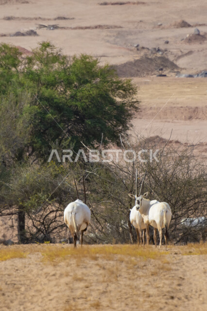 محمية طبيعية لتربية الحيوانات البرية، حيوان المها في حديقة الحيوانات في المملكة العربية السعودية، مجموعة من الغزالان البيضاء اللون بقرون طويلة مستقيمة، الأشجار والنباتات الصحراوية في وضح النهار، خلفية الطبيعة الخضراء