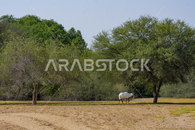 الأشجار والنباتات الصحراوية في وضح النهار، حيوان المها في حديقة الحيوانات في المملكة العربية السعودية، غزال أبيض اللون بقرون طويلة مستقيمة، محمية طبيعية لتربية الحيوانات البرية، خلفية الطبيعة الخضراء