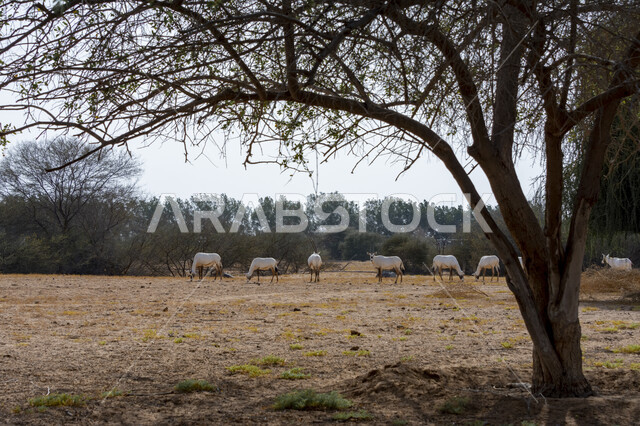 مجموعة من الغزلان البيضاء بقرون طويلة مستقيمة، الأشجار والنباتات الصحراوية في محمية طبيعية لتربية الحيوانات البرية، قطيع من حيوان المها في حديقة الحيوانات في المملكة العربية السعودية، الحيوانات البرية في وضح النهار